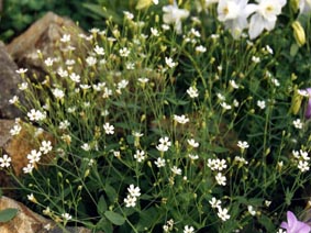 Silene rupestris